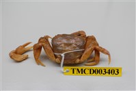 藏品(拉氏清溪蟹)的圖片